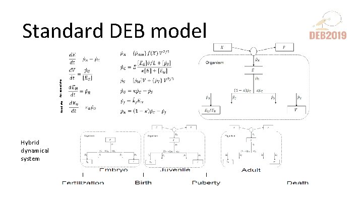 for adults for non-adults Standard DEB model Hybrid dynamical system 