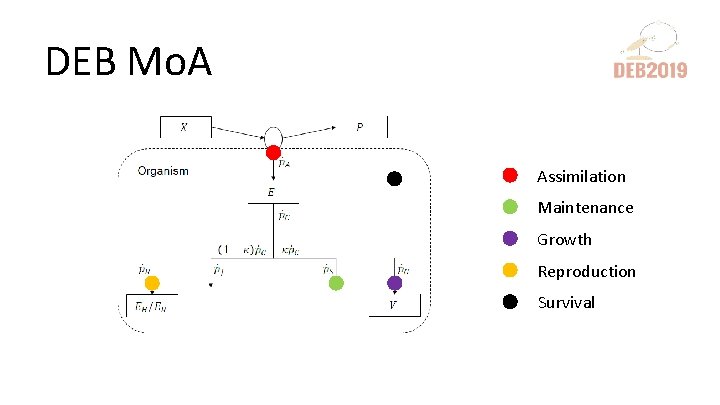 DEB Mo. A Assimilation Maintenance Growth Reproduction Survival 