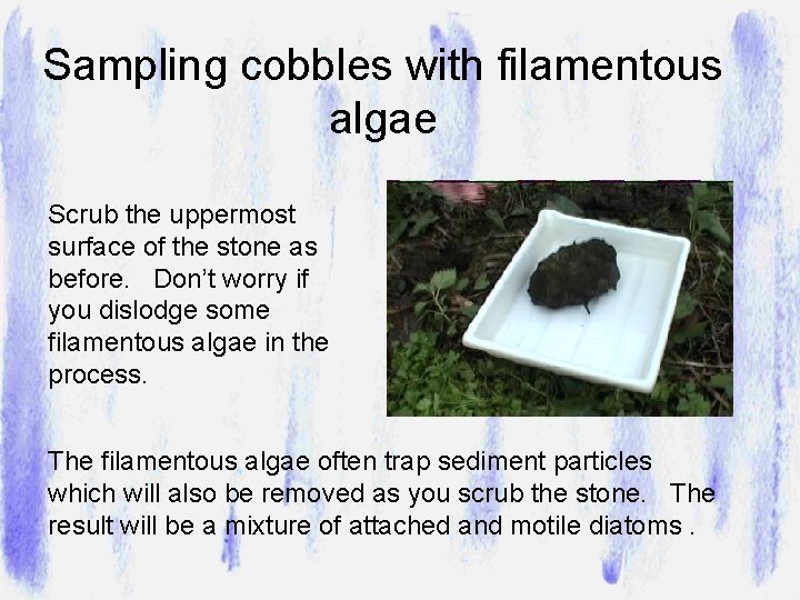 Sampling cobbles with filamentous algae Scrub the uppermost surface of the stone as before.