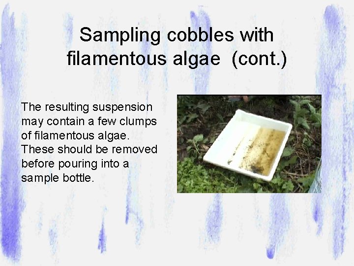 Sampling cobbles with filamentous algae (cont. ) The resulting suspension may contain a few