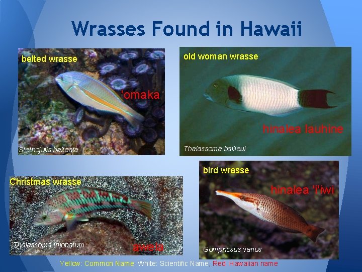 Wrasses Found in Hawaii old woman wrasse belted wrasse 'omaka hinalea lauhine Thalassoma ballieui