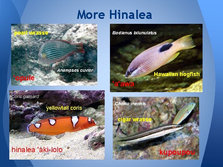More Hinalea pearl wrasse Bodianus bilunulatus Anampses cuvier 'opule Hawaiian hogfish 'a'awa Coris gaimard