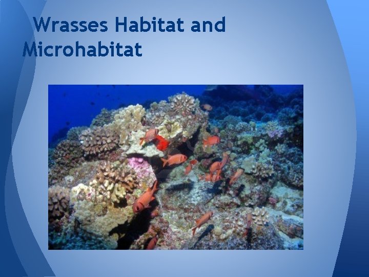 Wrasses Habitat and Microhabitat 