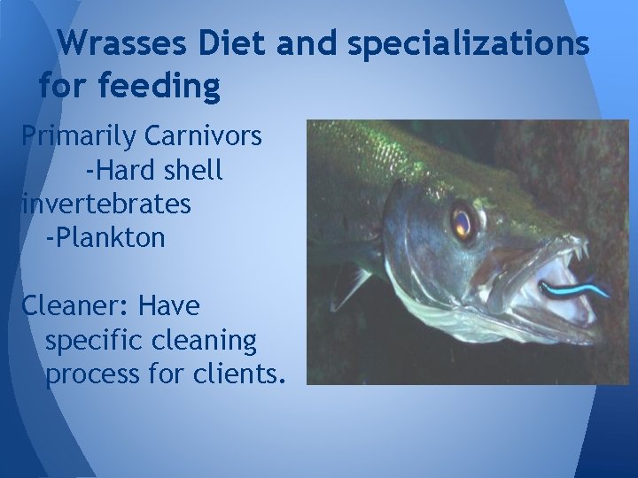 Wrasses Diet and specializations for feeding Primarily Carnivors -Hard shell invertebrates -Plankton Cleaner: Have