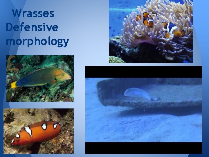 Wrasses Defensive morphology 