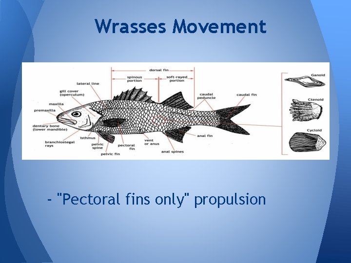 Wrasses Movement - "Pectoral fins only" propulsion 
