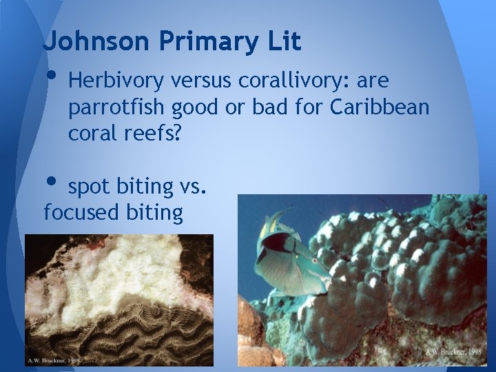 Johnson Primary Lit • Herbivory versus corallivory: are parrotfish good or bad for Caribbean