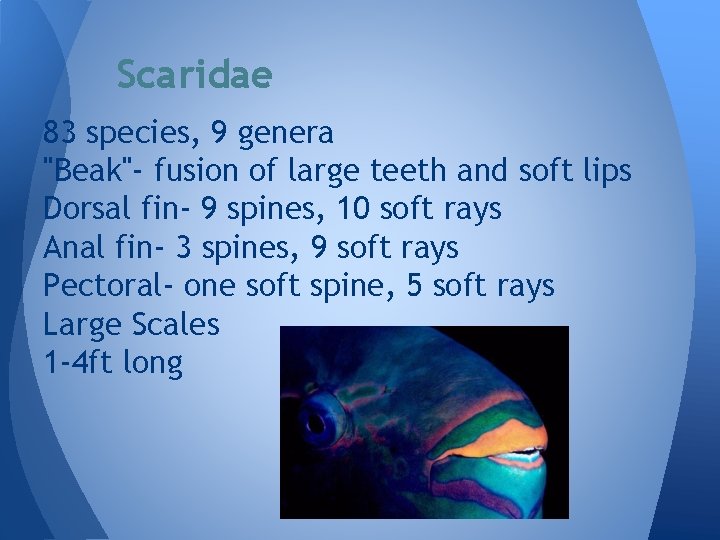 Scaridae 83 species, 9 genera "Beak"- fusion of large teeth and soft lips Dorsal