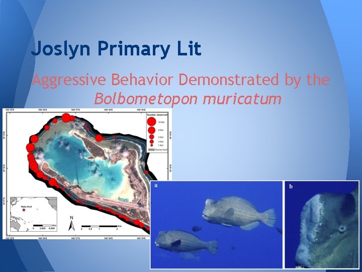 Joslyn Primary Lit Aggressive Behavior Demonstrated by the Bolbometopon muricatum 