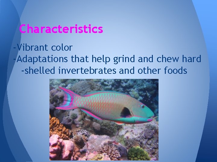 Characteristics -Vibrant color -Adaptations that help grind and chew hard -shelled invertebrates and other