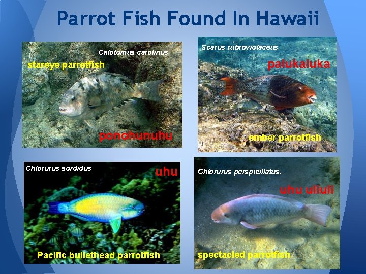 Parrot Fish Found In Hawaii Calotomus carolinus paluka stareye parrotfish ponohunuhu Chlorurus sordidus Scarus