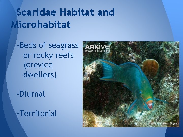 Scaridae Habitat and Microhabitat -Beds of seagrass or rocky reefs (crevice dwellers) -Diurnal -Territorial
