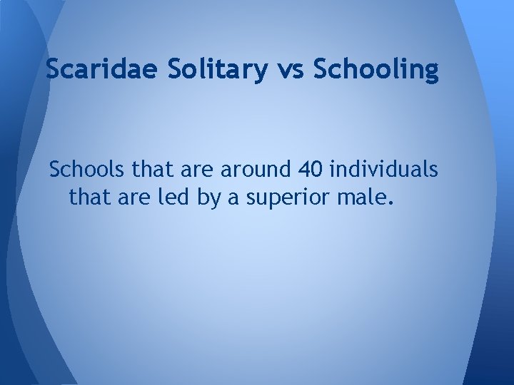 Scaridae Solitary vs Schooling Schools that are around 40 individuals that are led by