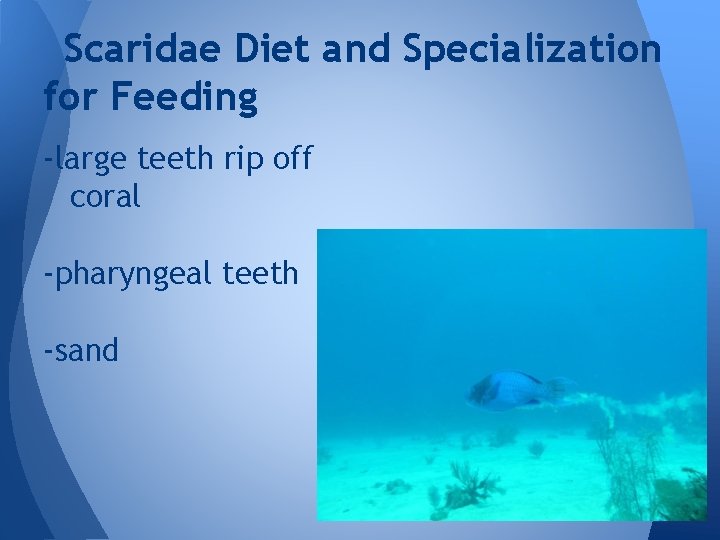 Scaridae Diet and Specialization for Feeding -large teeth rip off coral -pharyngeal teeth -sand