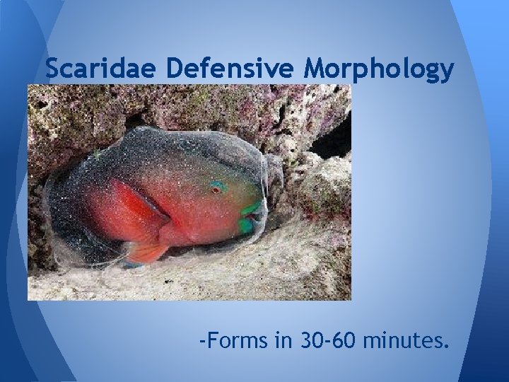Scaridae Defensive Morphology -Forms in 30 -60 minutes. 