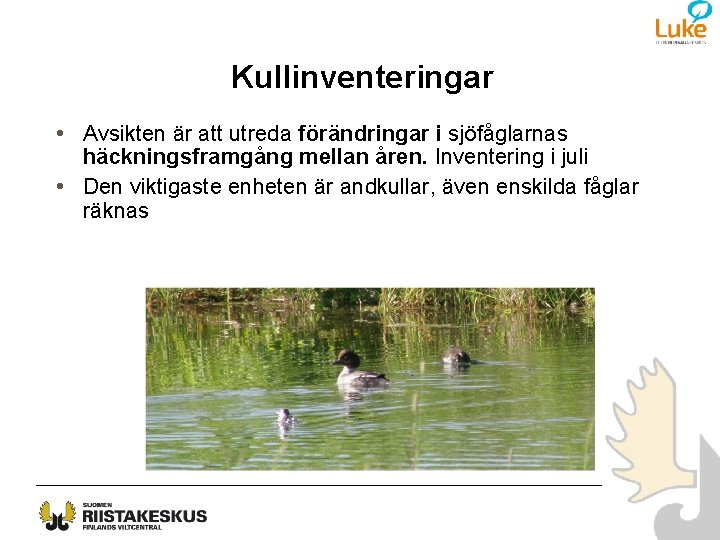 Kullinventeringar • Avsikten är att utreda förändringar i sjöfåglarnas häckningsframgång mellan åren. Inventering i