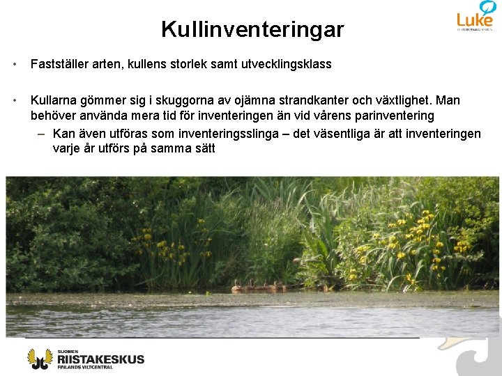 Kullinventeringar • Fastställer arten, kullens storlek samt utvecklingsklass • Kullarna gömmer sig i skuggorna