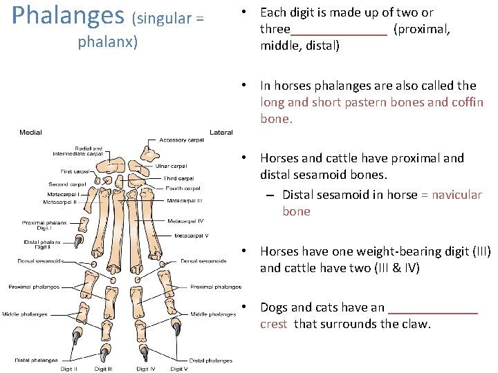 Phalanges (singular = phalanx) • Each digit is made up of two or three_______