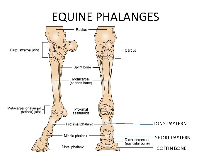 EQUINE PHALANGES LONG PASTERN SHORT PASTERN COFFIN BONE 