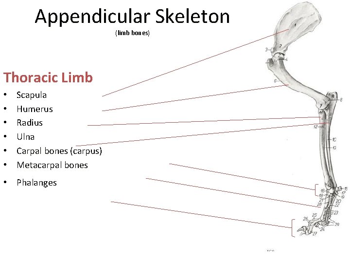 Appendicular Skeleton (limb bones) Thoracic Limb • • • Scapula Humerus Radius Ulna Carpal