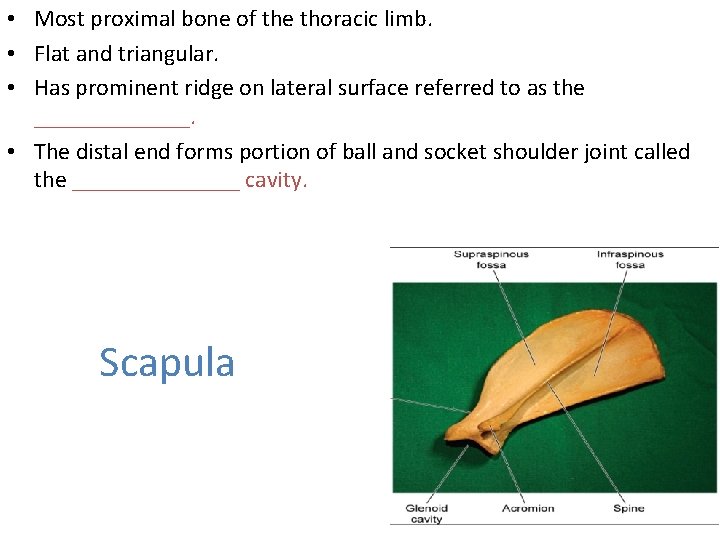  • Most proximal bone of the thoracic limb. • Flat and triangular. •