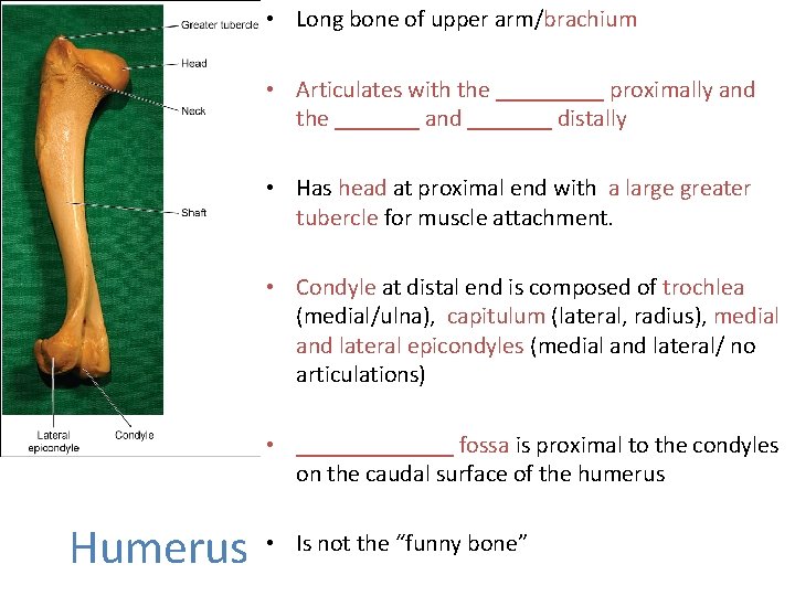  • Long bone of upper arm/brachium • Articulates with the _____ proximally and