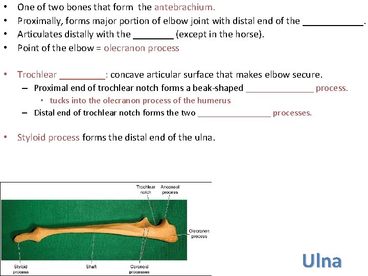  • • One of two bones that form the antebrachium. Proximally, forms major