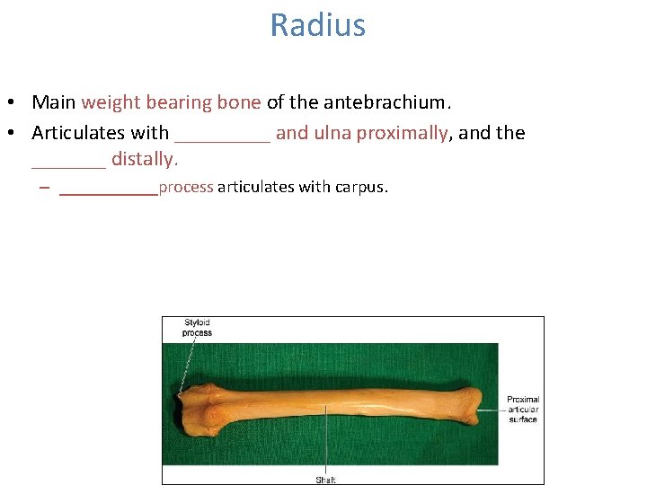 Radius • Main weight bearing bone of the antebrachium. • Articulates with _____ and