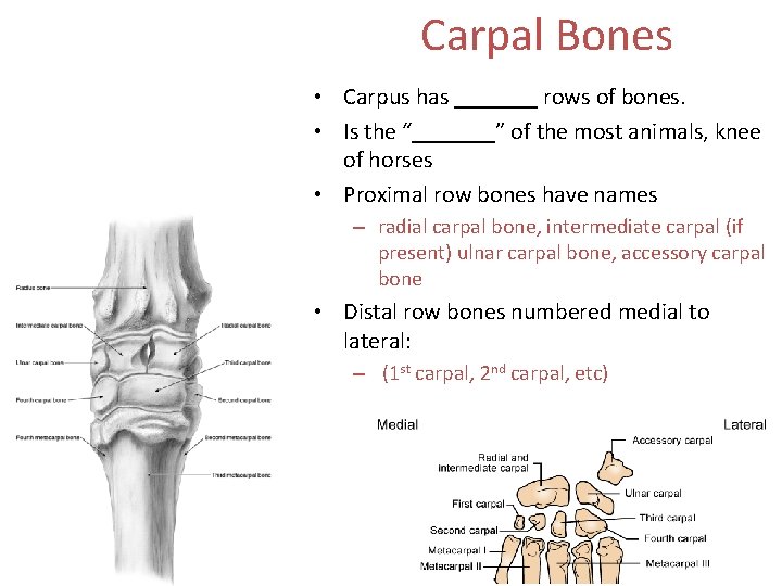 Carpal Bones • Carpus has _______ rows of bones. • Is the “_______” of