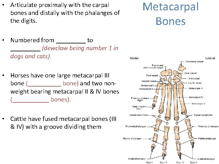  • Articulate proximally with the carpal bones and distally with the phalanges of