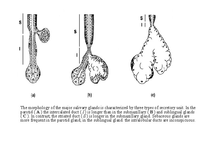 The morphology of the major salivary glands is characterized by three types of secretory