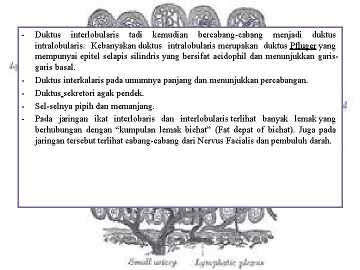 - - Duktus interlobularis tadi kemudian bercabang-cabang menjadi duktus intralobularis. Kebanyakan duktus intralobularis merupakan