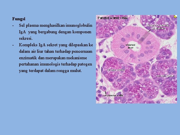 Fungsi - Sel plasma menghasilkan imunoglobulin Ig. A yang bergabung dengan komponen sekresi. -