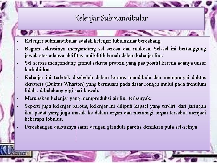 Kelenjar Submandibular - - - Kelenjar submandibular adalah kelenjar tubulasinar bercabang. Bagian sekresinya mengandung