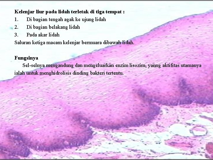 Kelenjar liur pada lidah terletak di tiga tempat : 1. Di bagian tengah agak