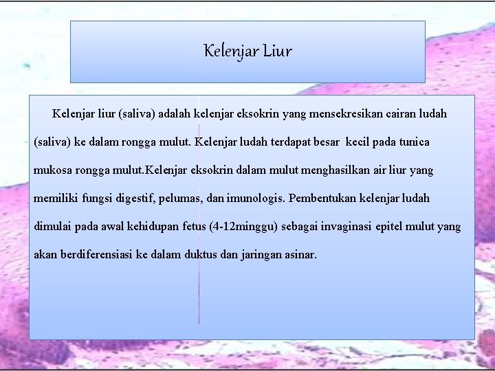 Kelenjar Liur Kelenjar liur (saliva) adalah kelenjar eksokrin yang mensekresikan cairan ludah (saliva) ke