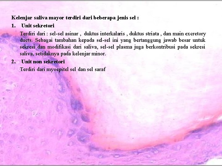 Kelenjar saliva mayor terdiri dari beberapa jenis sel : 1. Unit sekretori Terdiri dari