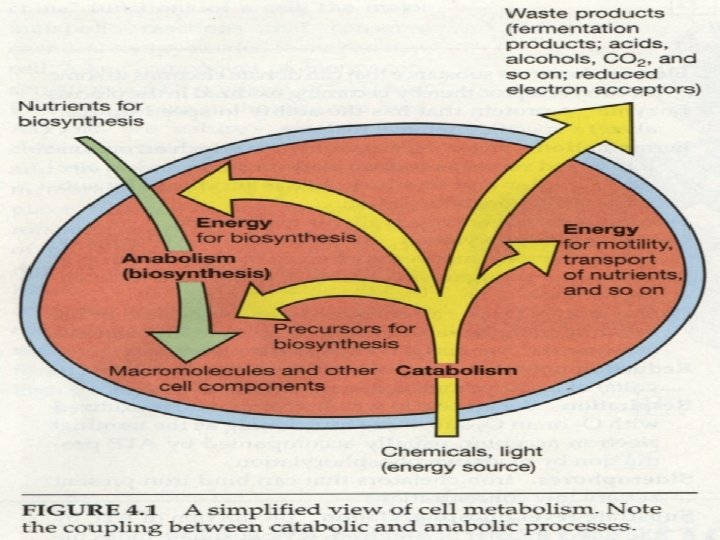 Metabolism total activity of cell has two components