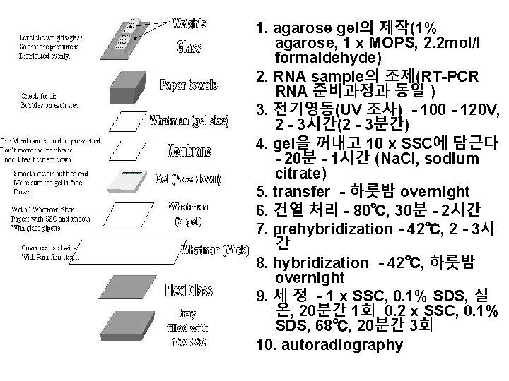 1. agarose gel의 제작(1% agarose, 1 x MOPS, 2. 2 mol/l formaldehyde) 2. RNA