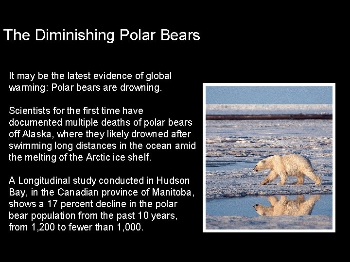 The Diminishing Polar Bears It may be the latest evidence of global warming: Polar