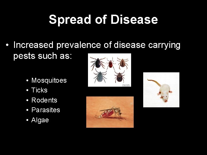 Spread of Disease • Increased prevalence of disease carrying pests such as: • •