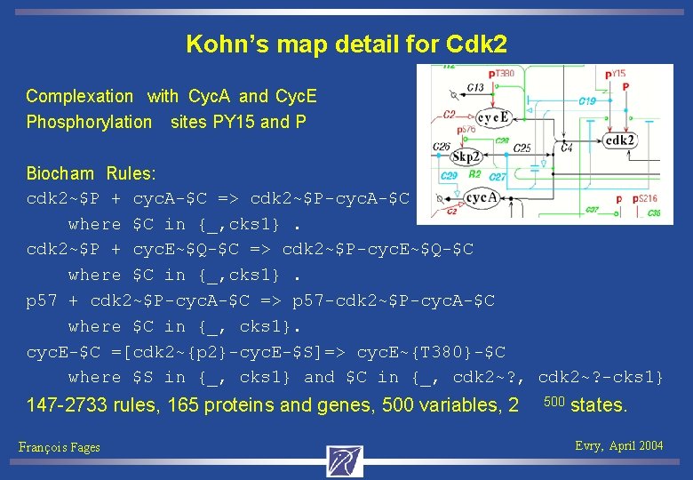Kohn’s map detail for Cdk 2 Complexation with Cyc. A and Cyc. E Phosphorylation