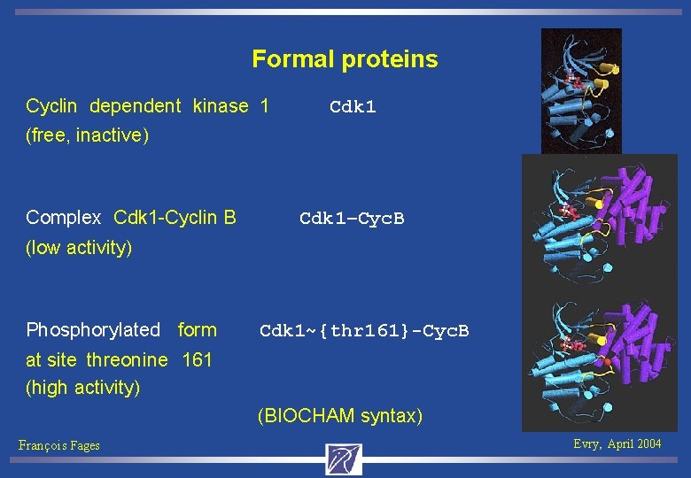 Formal proteins Cyclin dependent kinase 1 Cdk 1 (free, inactive) Complex Cdk 1 -Cyclin