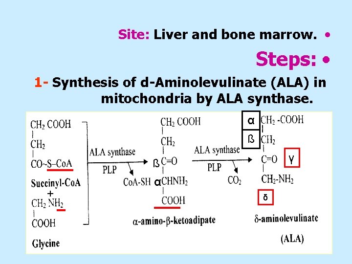 Site: Liver and bone marrow. • Steps: • 1 - Synthesis of d-Aminolevulinate (ALA)