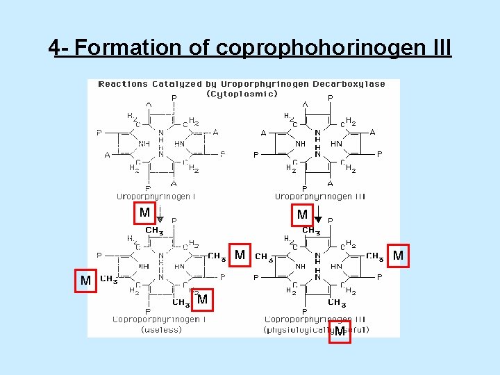 4 - Formation of coprophohorinogen III M M M M 