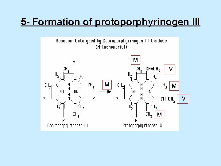 5 - Formation of protoporphyrinogen III M V M 