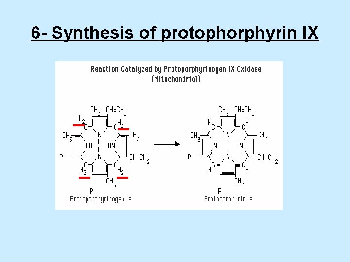 6 - Synthesis of protophorphyrin IX 