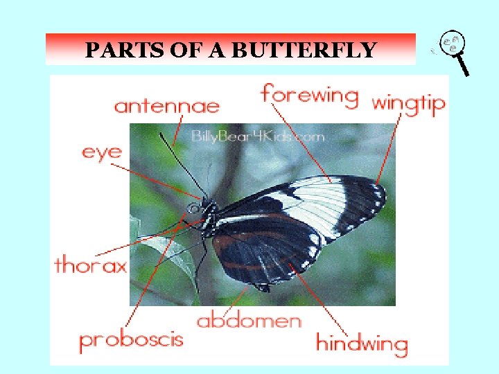 PARTS OF A BUTTERFLY What are butterflies Butterflies
