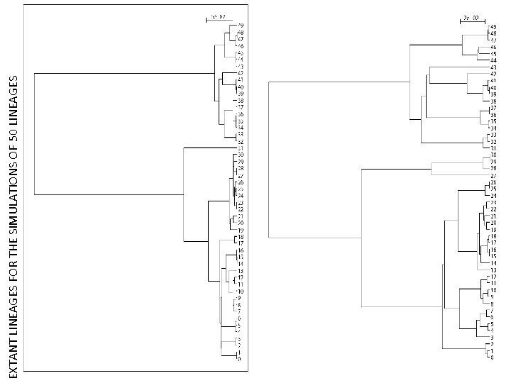 EXTANT LINEAGES FOR THE SIMULATIONS OF 50 LINEAGES 