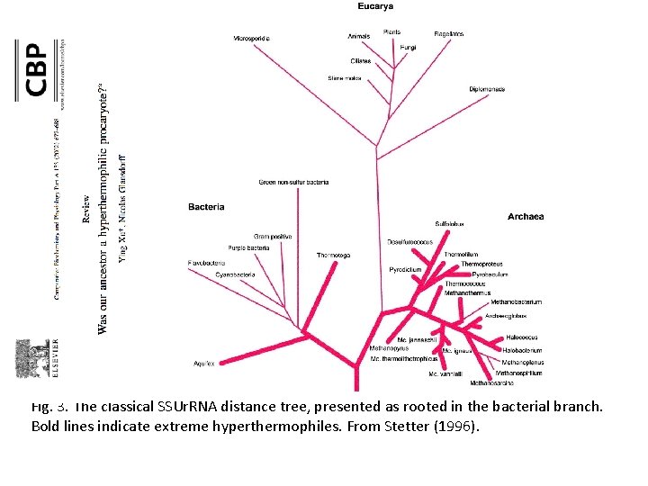 Fig. 3. The classical SSUr. RNA distance tree, presented as rooted in the bacterial